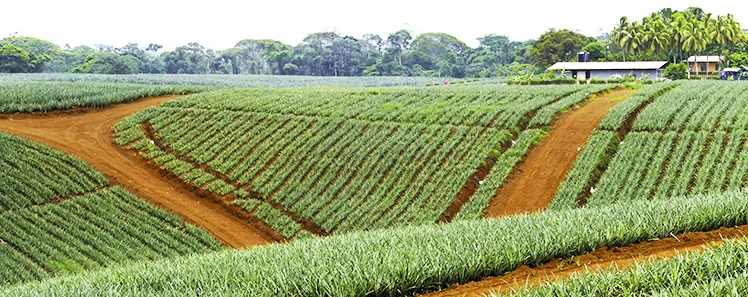 Proper Agricultural Cooling for Fruit & Vegetable Growers