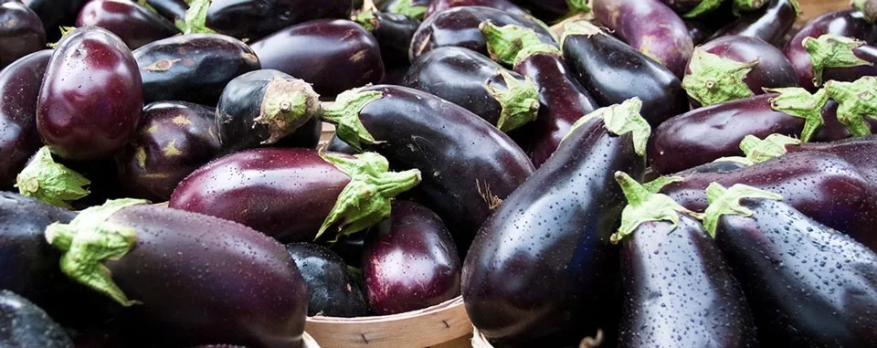 Hydrocooled Eggplant