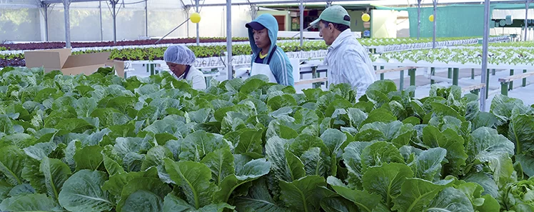 Cooling a Greenhouse with Leafy Vegetables
