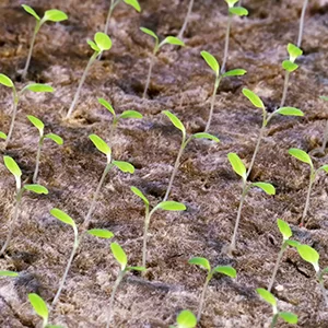 Germination Room