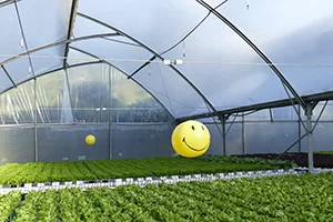 Happy plants growing in CGE greenhouse