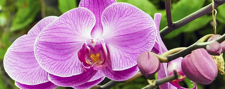 Controlled Growing Environment for Orchids