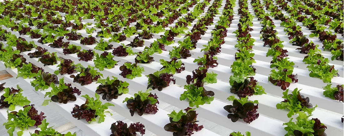 Plants in a Controlled Growing Environment